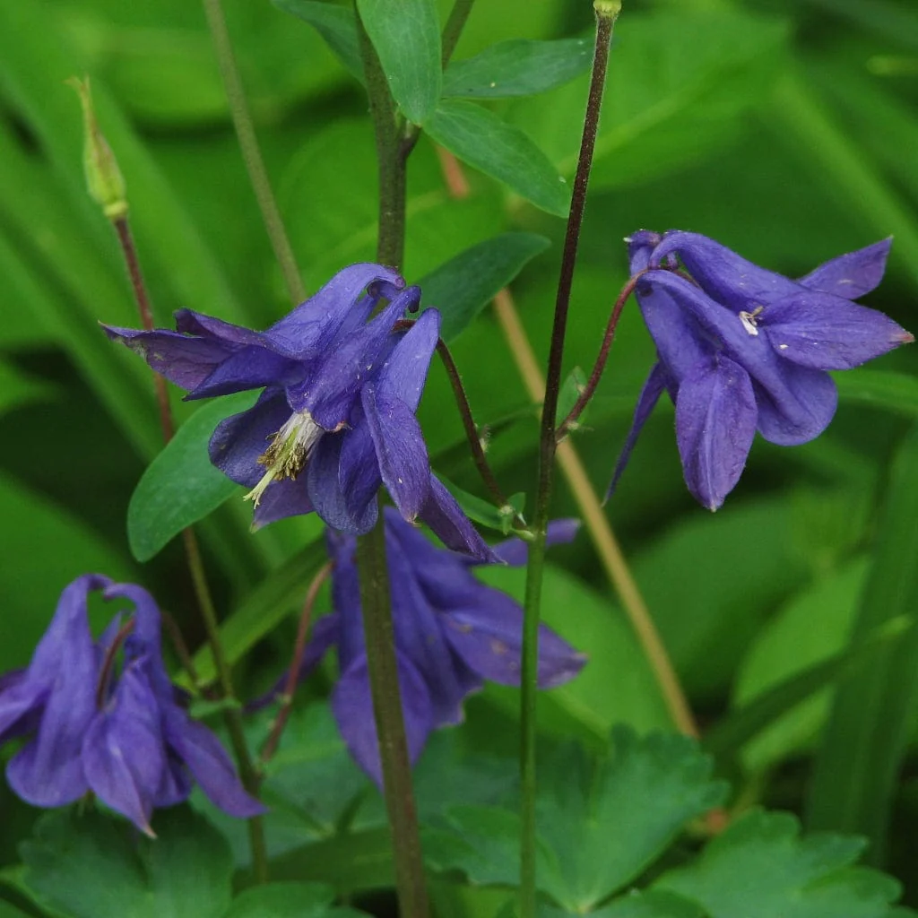 Aquilegia 'Barlow Blue' - Image 4