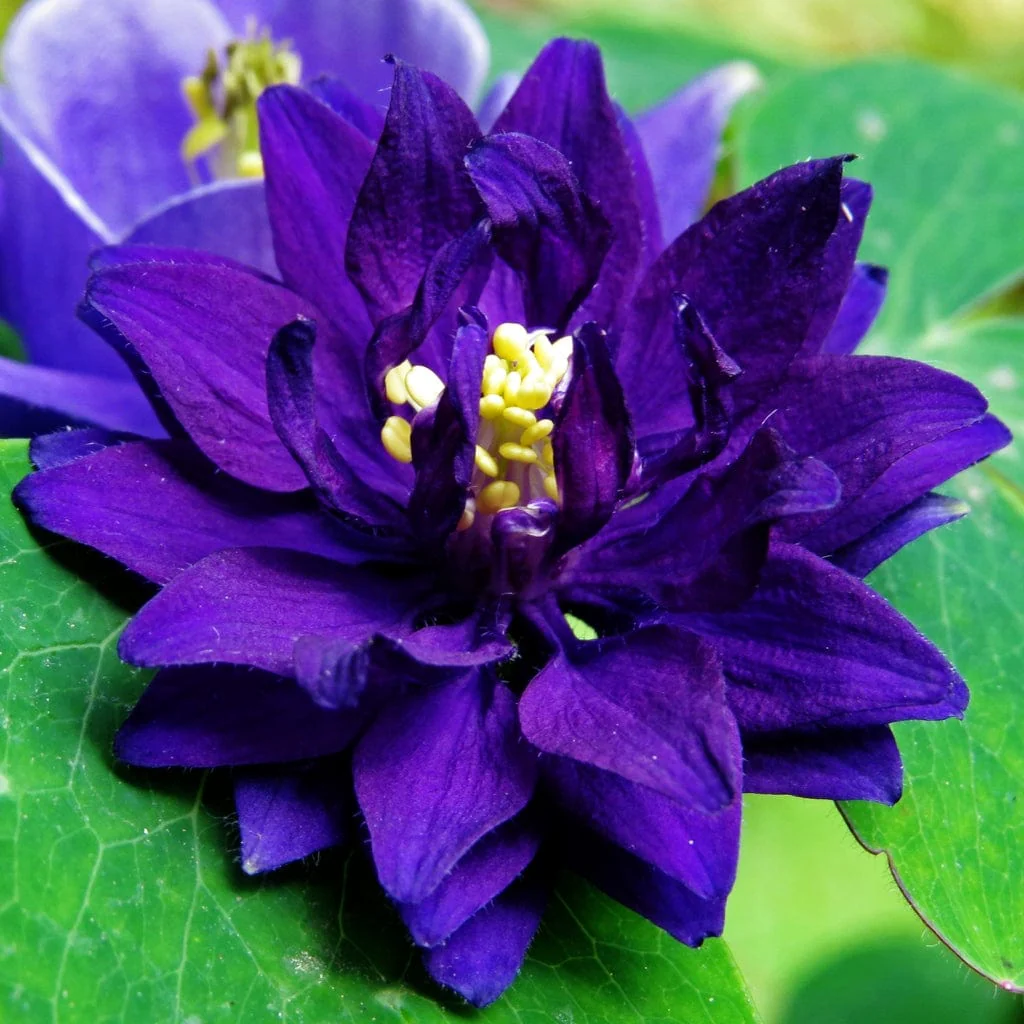 Aquilegia 'Barlow Blue' - Image 5