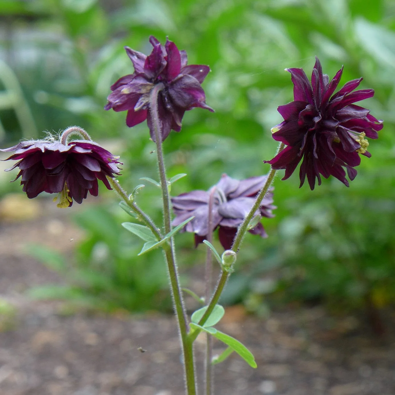 Aquilegia 'Black Barlow' - Image 5
