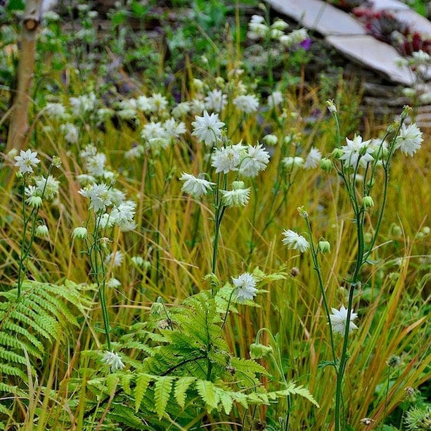 Aquilegia 'Green Apples' - Image 3