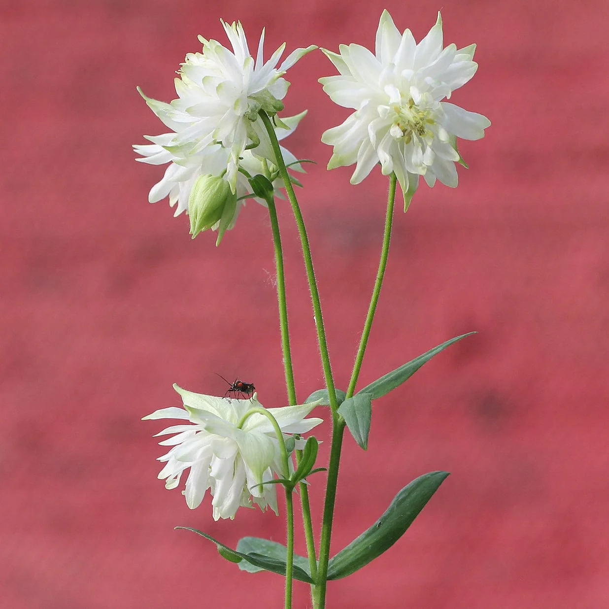 Aquilegia 'Green Apples' - Image 5
