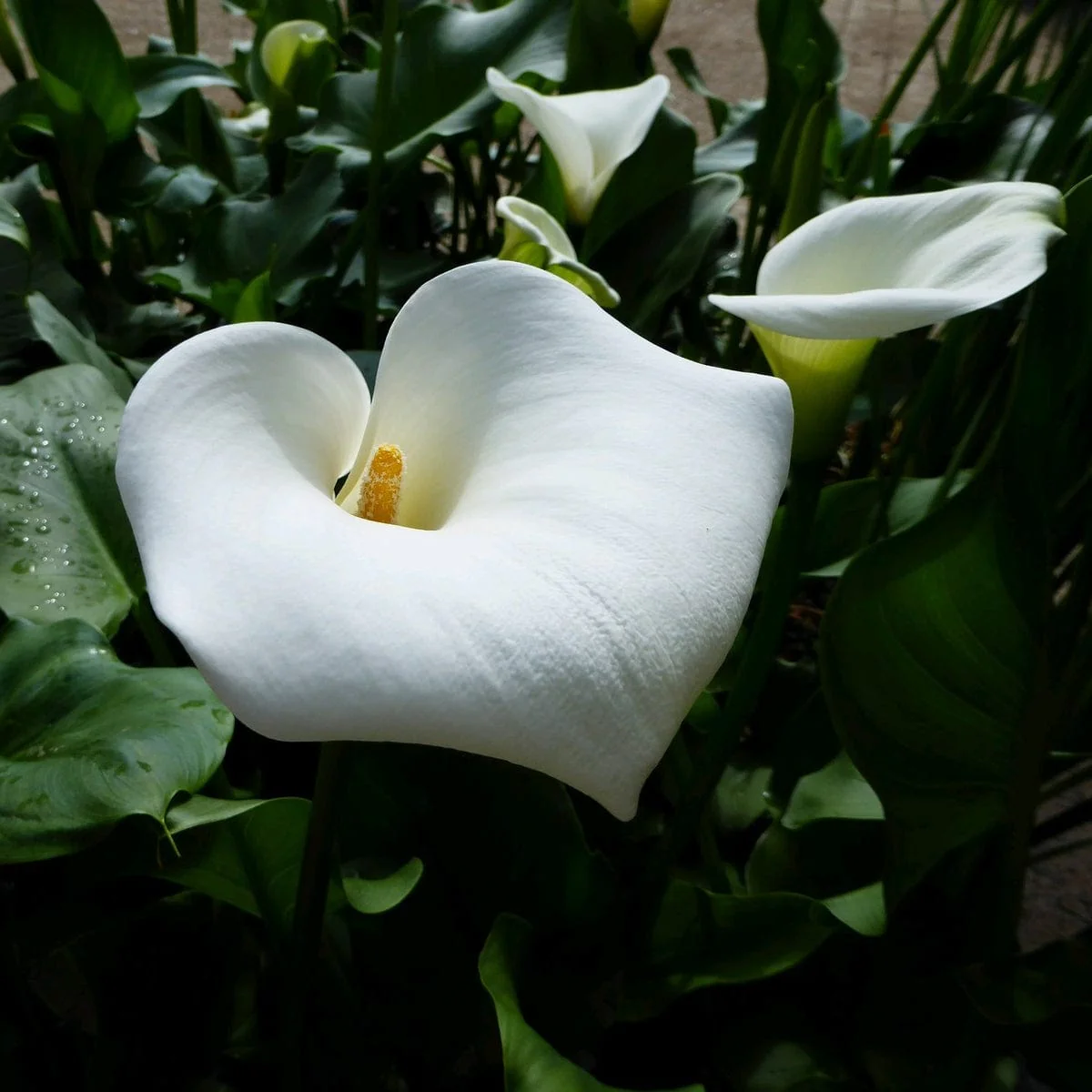 Arum Lily 'Crowborough' - Image 3