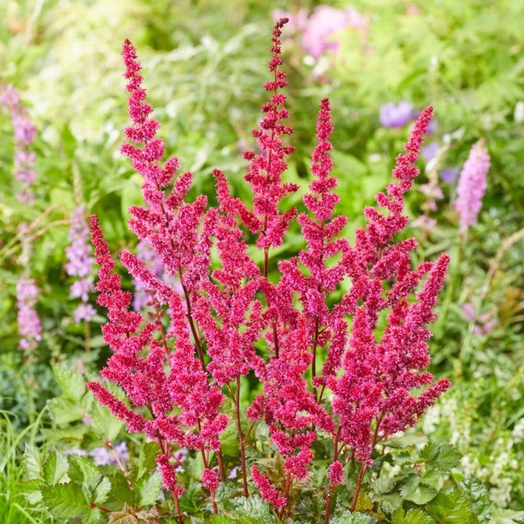 The Woodland Astilbe Collection - Image 4
