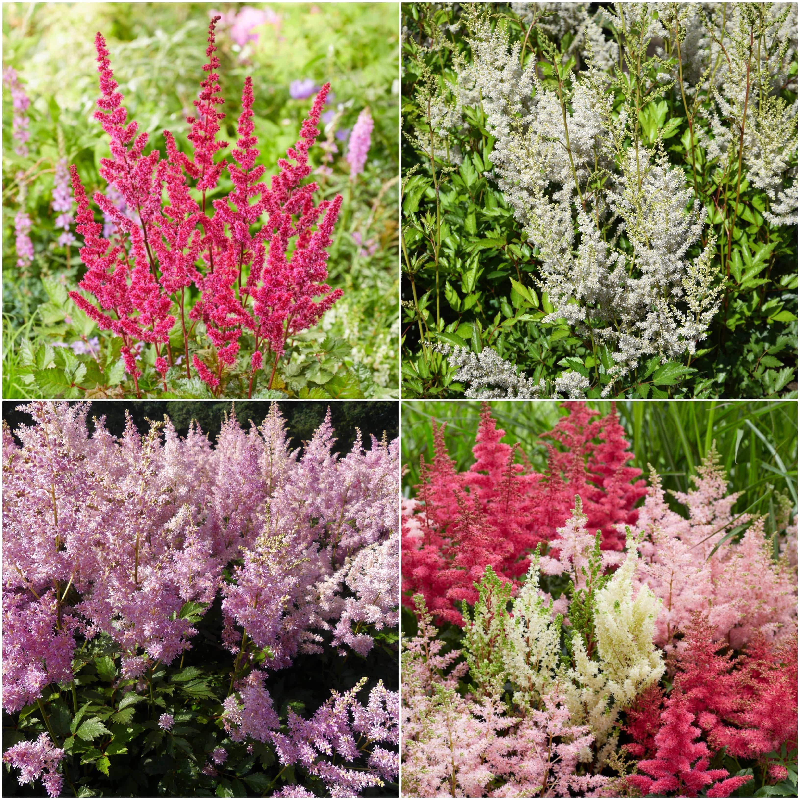 The Woodland Astilbe Collection - Image 5
