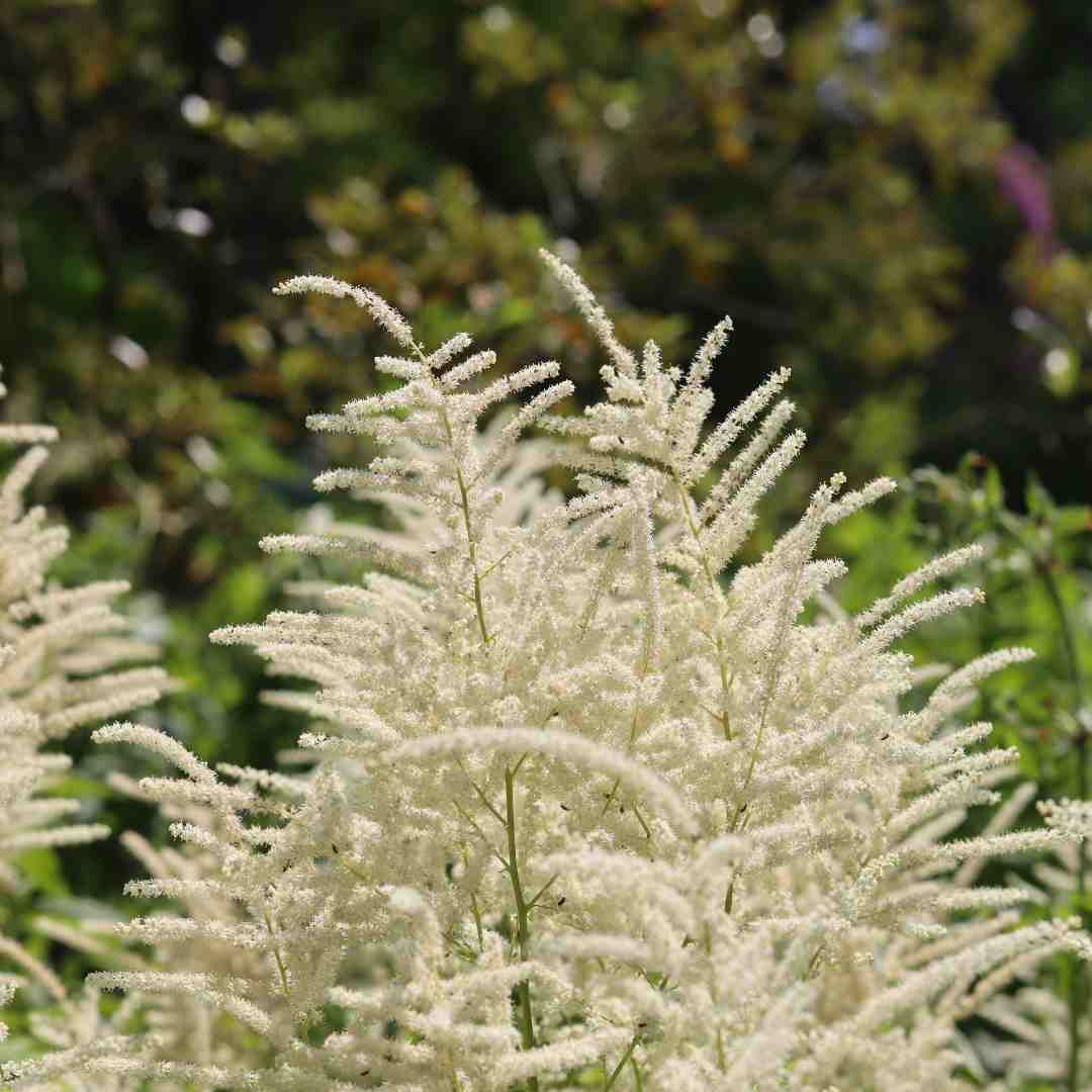 Astilbe 'Ellie' - Image 3