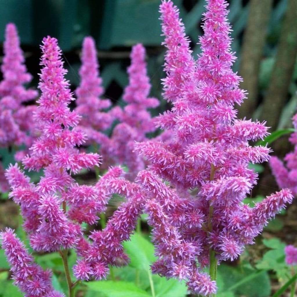 Astilbe 'Purple Rain' - Image 3