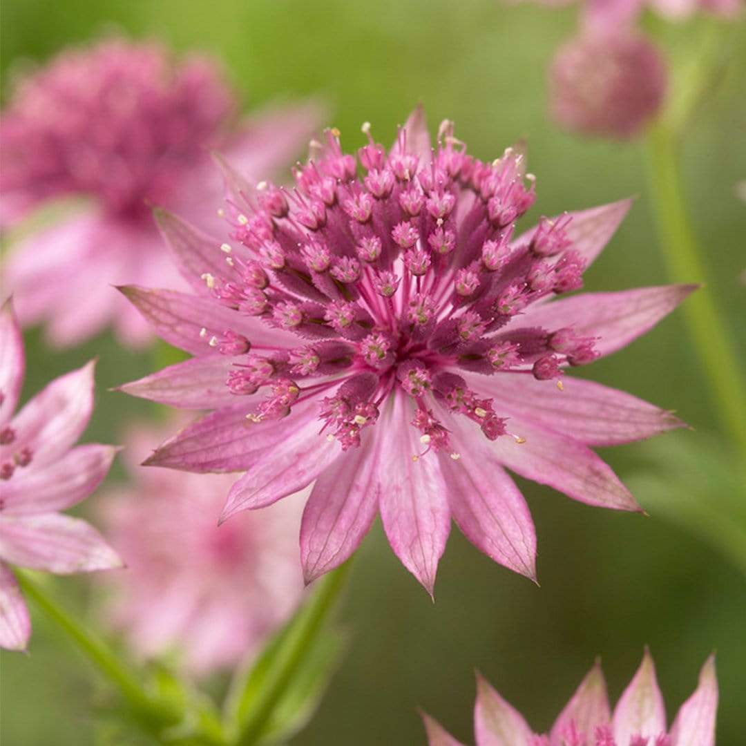 Astrantia 'Roma'