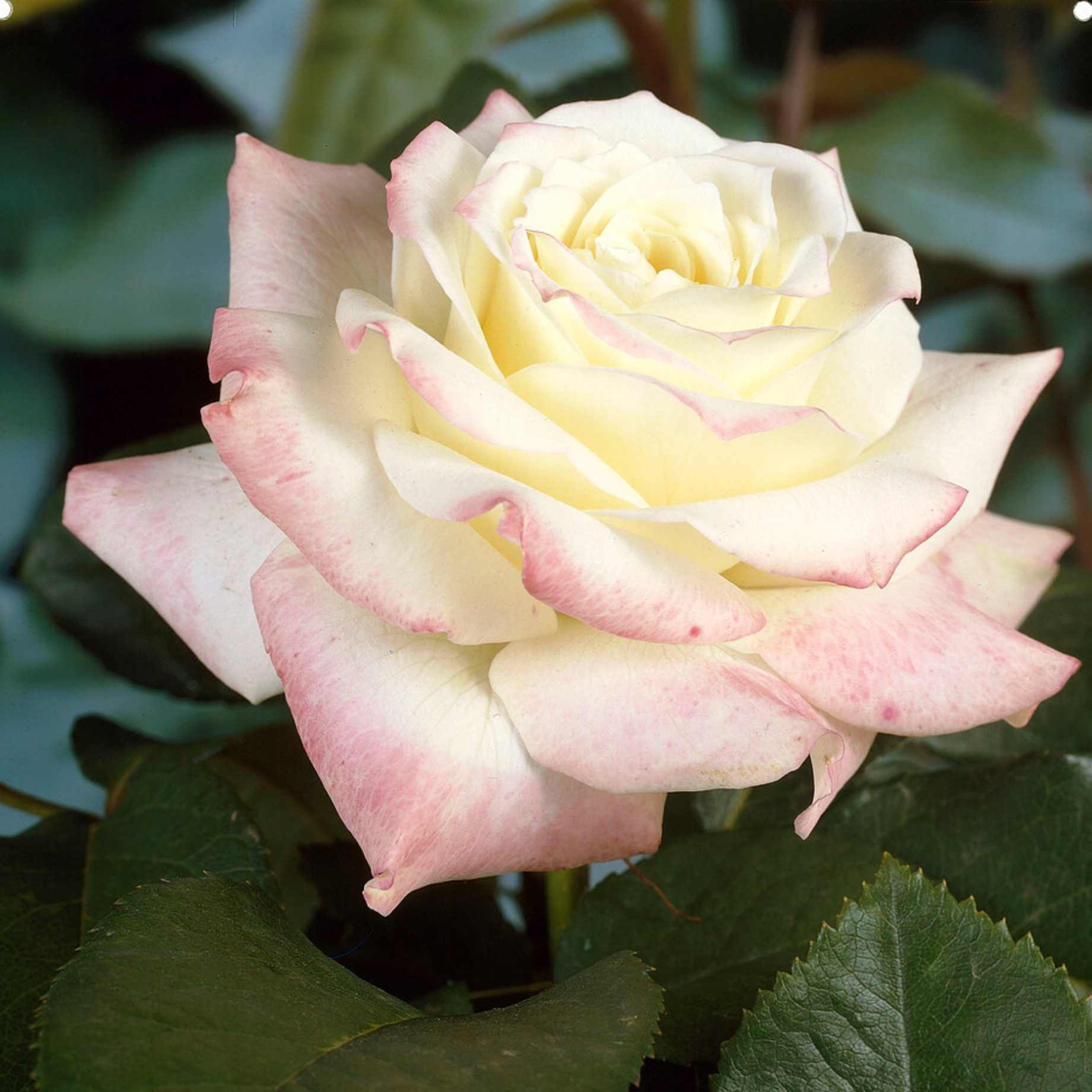 'Athena®' Hybrid Tea Rose | Bouquet Rose