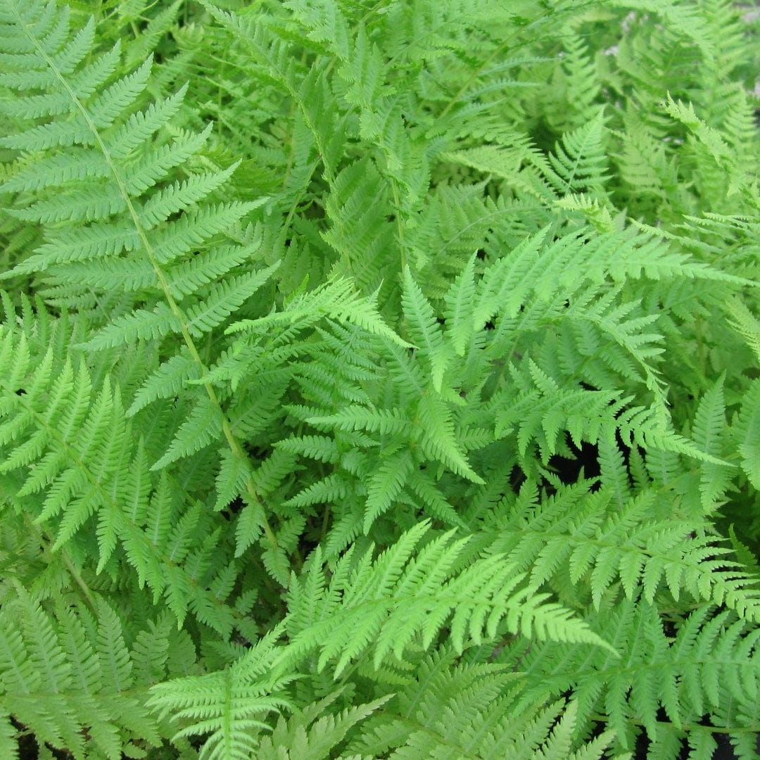 Lady Fern | Athyrium filix femina