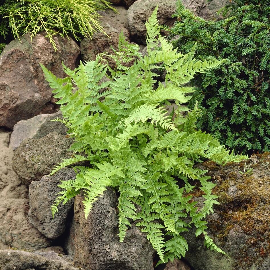 Lady Fern | Athyrium filix femina - Image 2