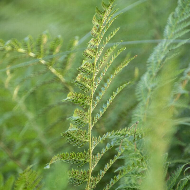 Lady Fern | Athyrium filix femina - Image 3