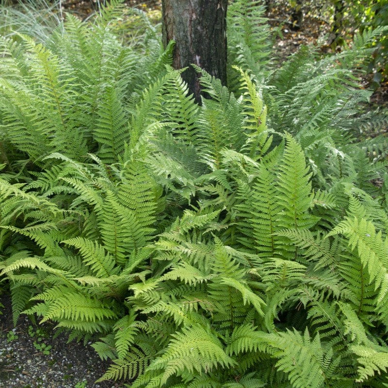 Lady Fern | Athyrium filix femina - Image 4