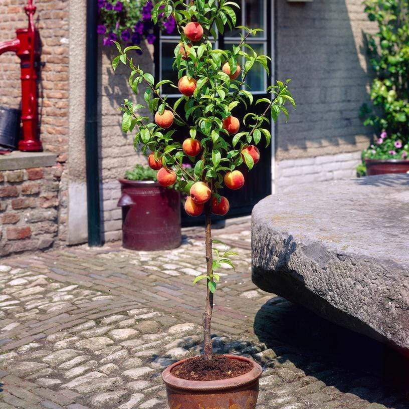 'Avalon Pride' Peach Tree - Image 8