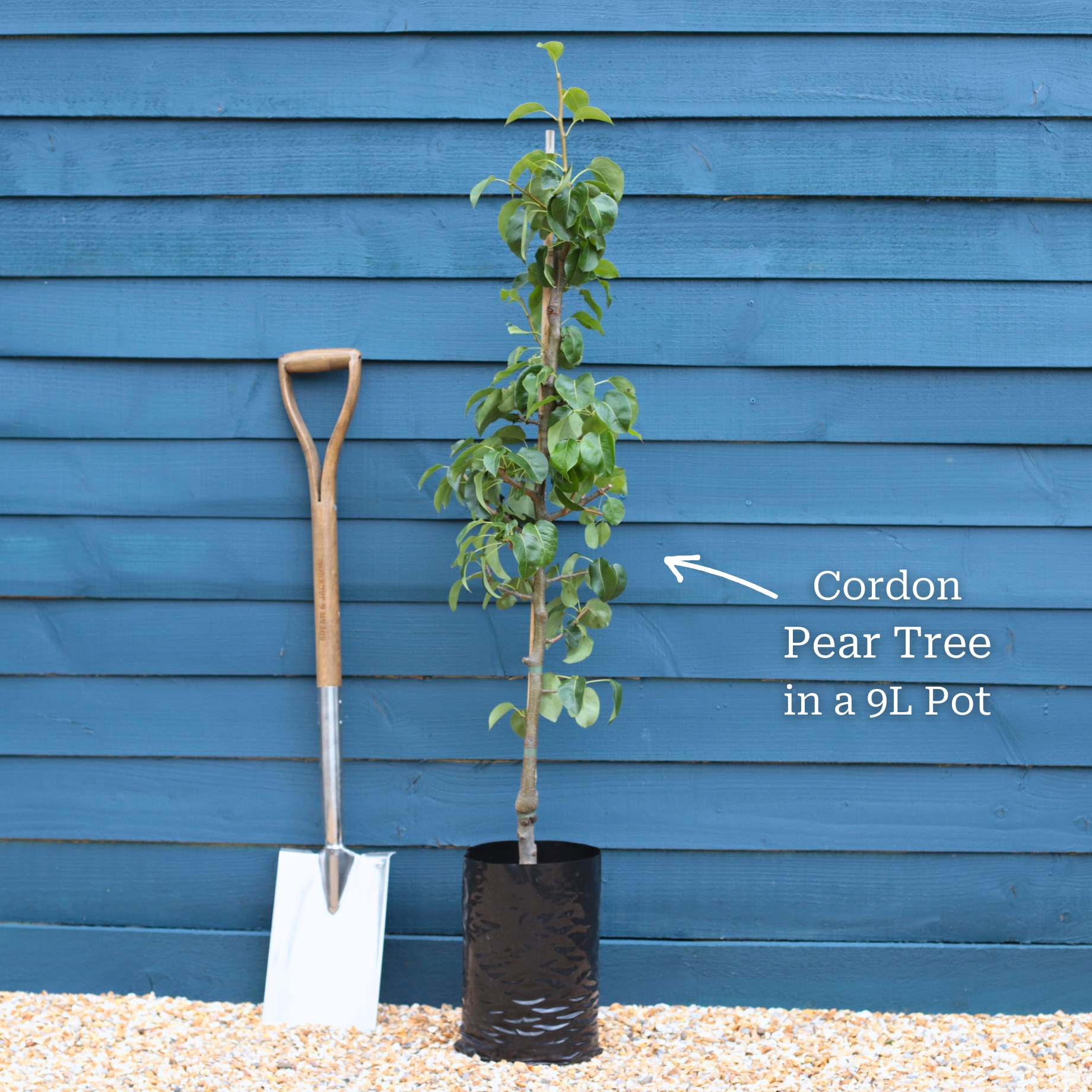 Cordon Pear Tree - Image 2