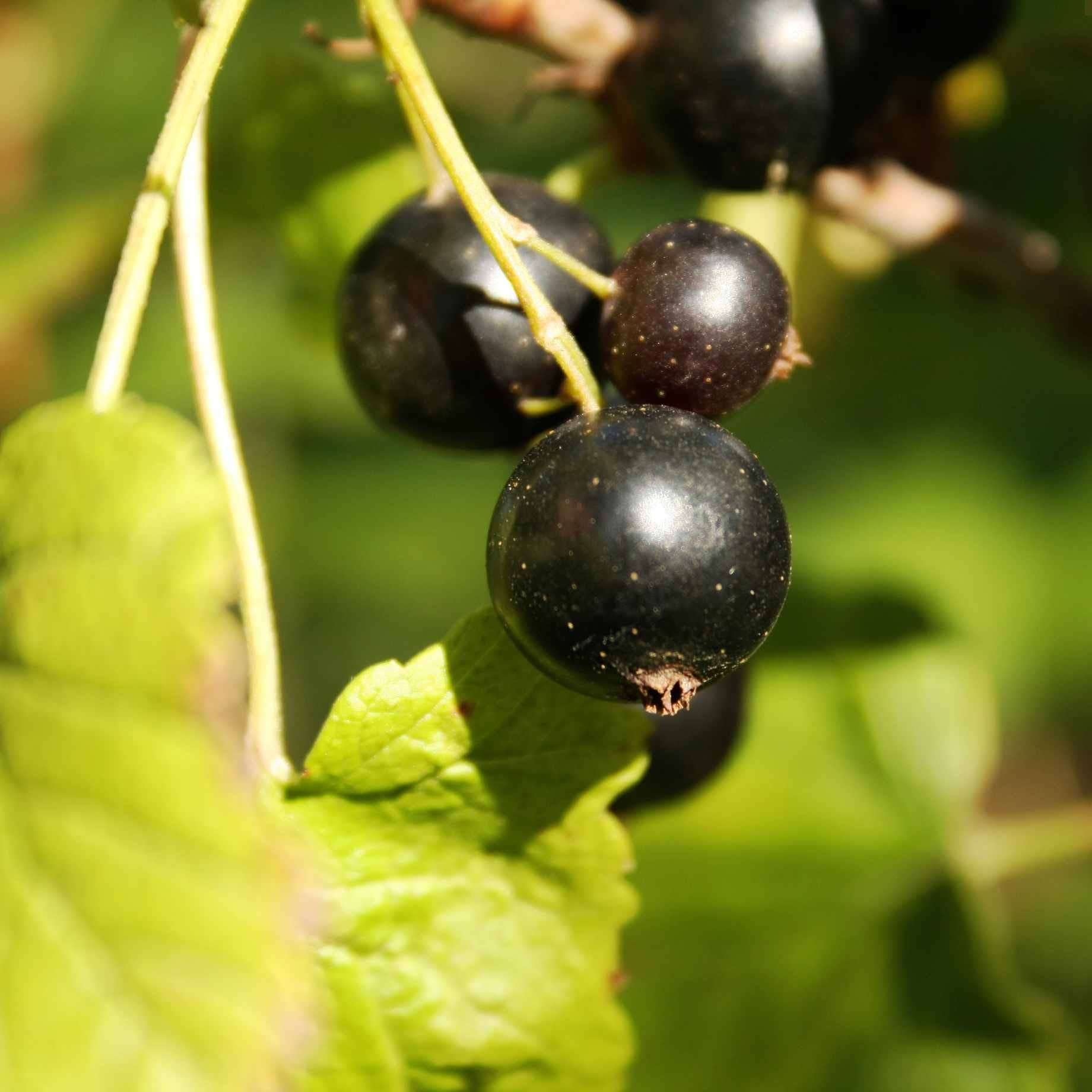 'Ben Hope' Blackcurrant Bush - Image 2