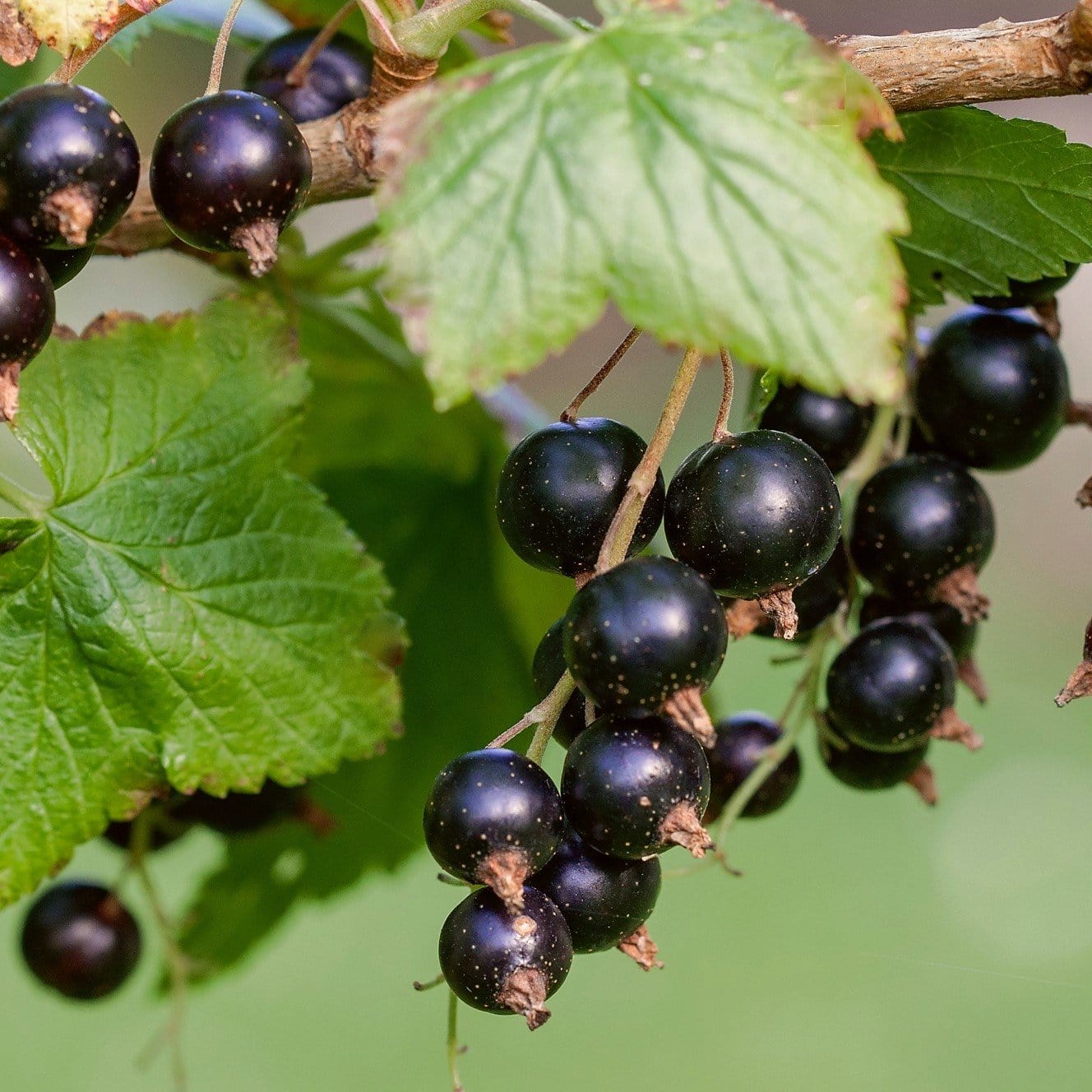 'Ben Lomond' Blackcurrant Bush - Image 3