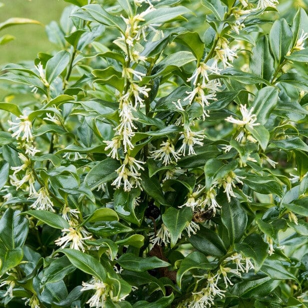 Best Fast Growing Shrubs - Image 3
