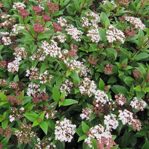 Best Fast Growing Shrubs - Image 4