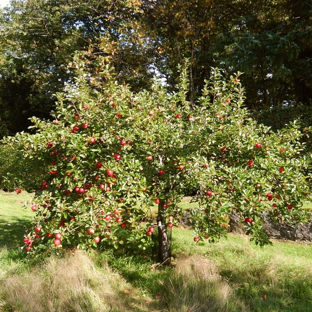 3 Super Easy to Grow Fruit Trees | Apple, Fig & Plum - Image 5