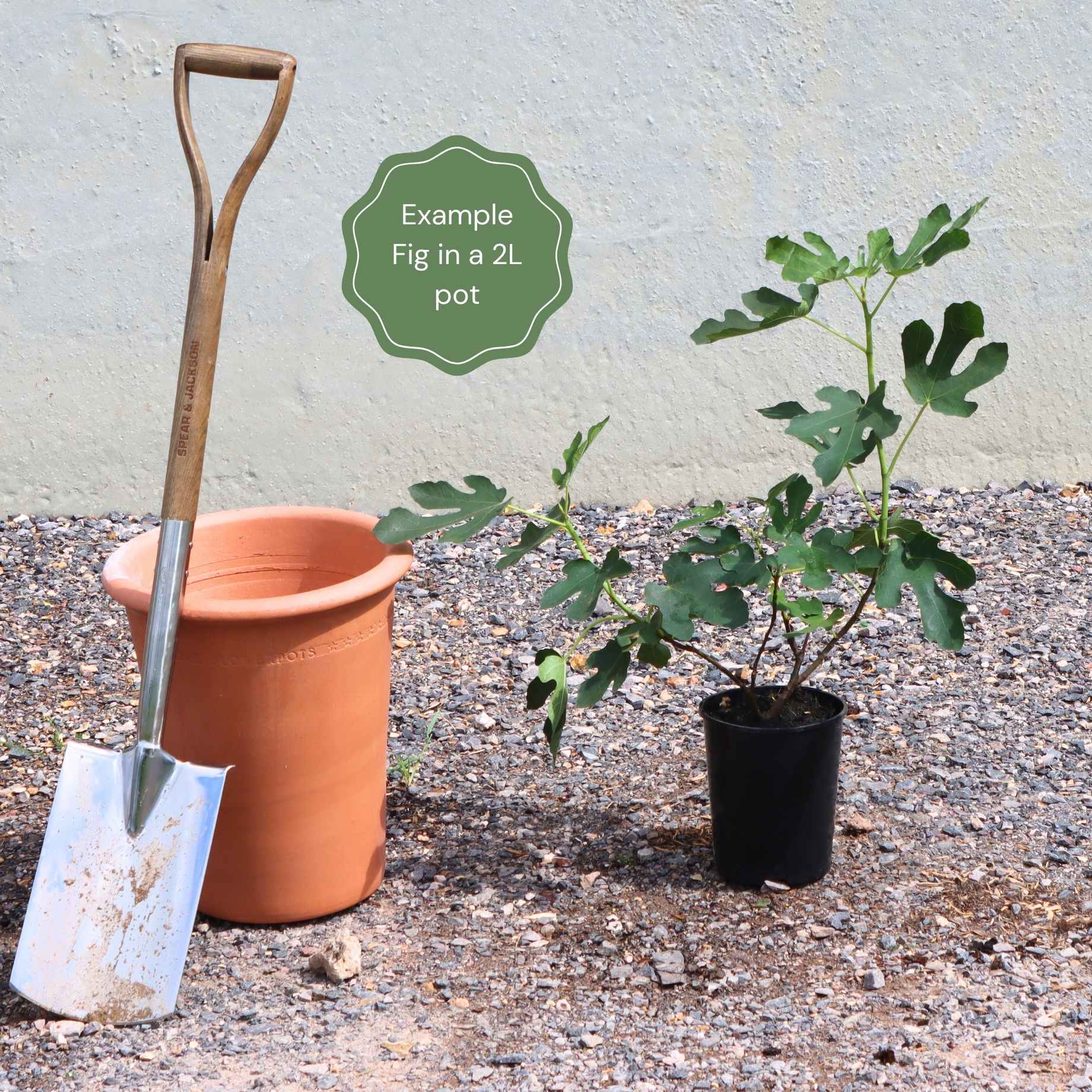 The 3 Best Fruit Trees for Small Gardens | Apple, Cherry & Fig - Image 7