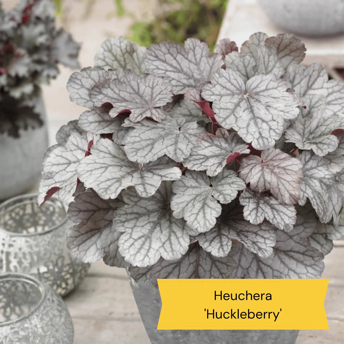 Best Ground Cover Plants | A Carpet of Flowers - Image 6