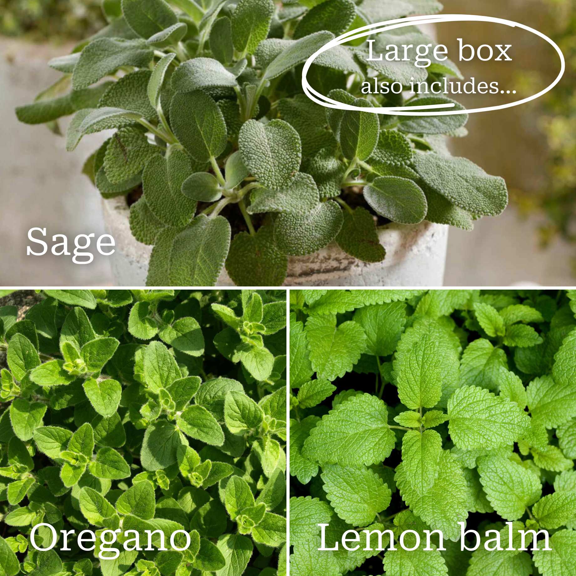 Best Herbs for Pots - Image 3