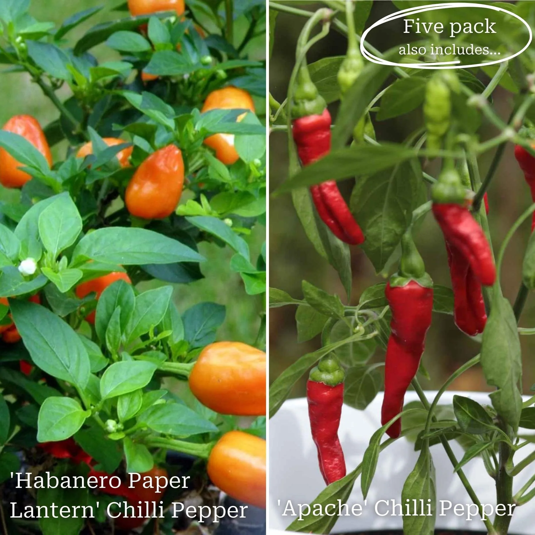Ultimate Chilli & Pepper Plant Collection - Image 3