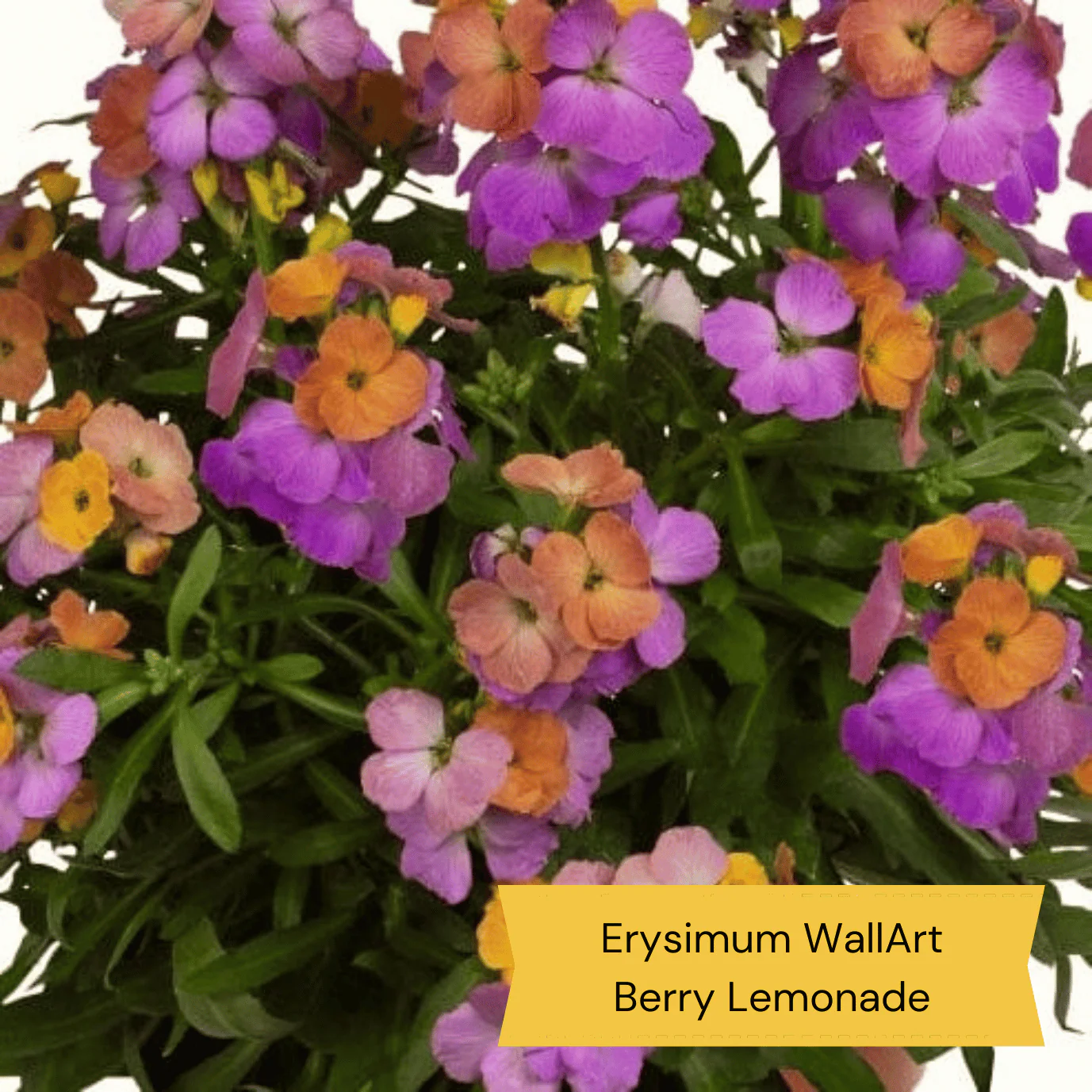 Best Plants for Pots | Perennials for Container Gardens - Image 5