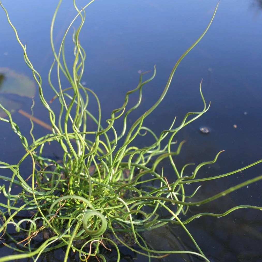Best Pond Plants for Any Size Pond | All in One | Oxygenating & Wildlife | Flowers & Structure - Image 10