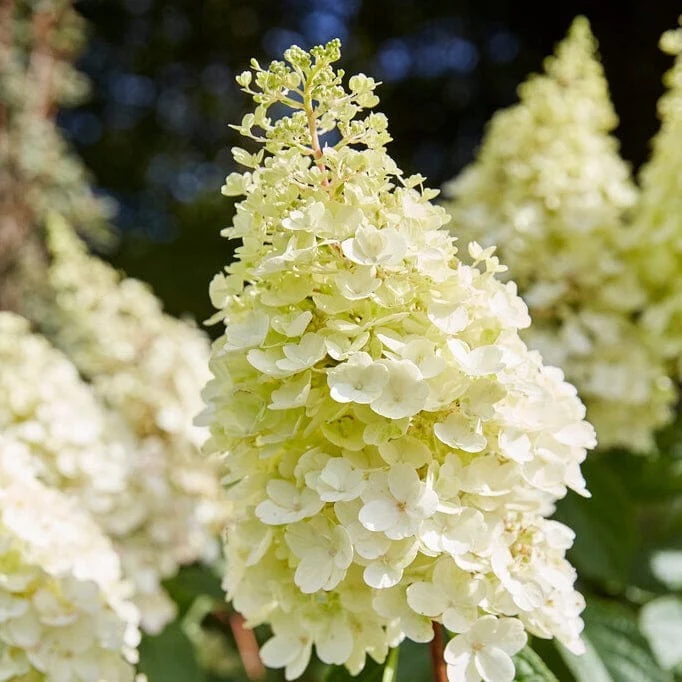 Best Shrubs For Shade - Image 5
