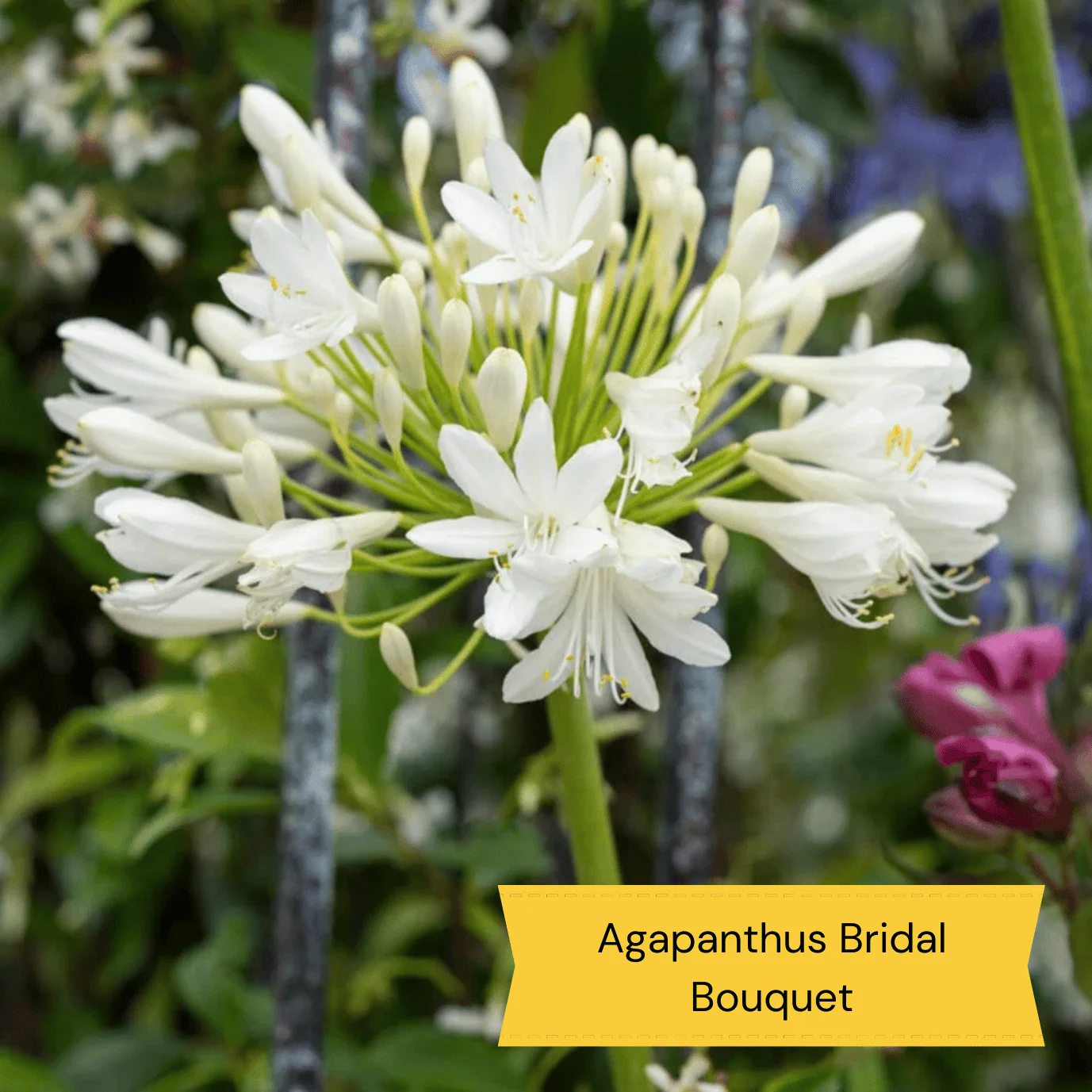Best Tall Flowers | Perennials for Colour and Height - Image 7