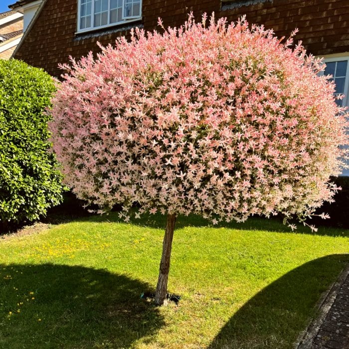 Best Trees for Small Gardens - Image 3