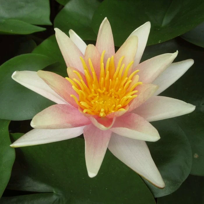 Best Water Lily Plants for Any Size Pond | Growers' Choice - Image 6