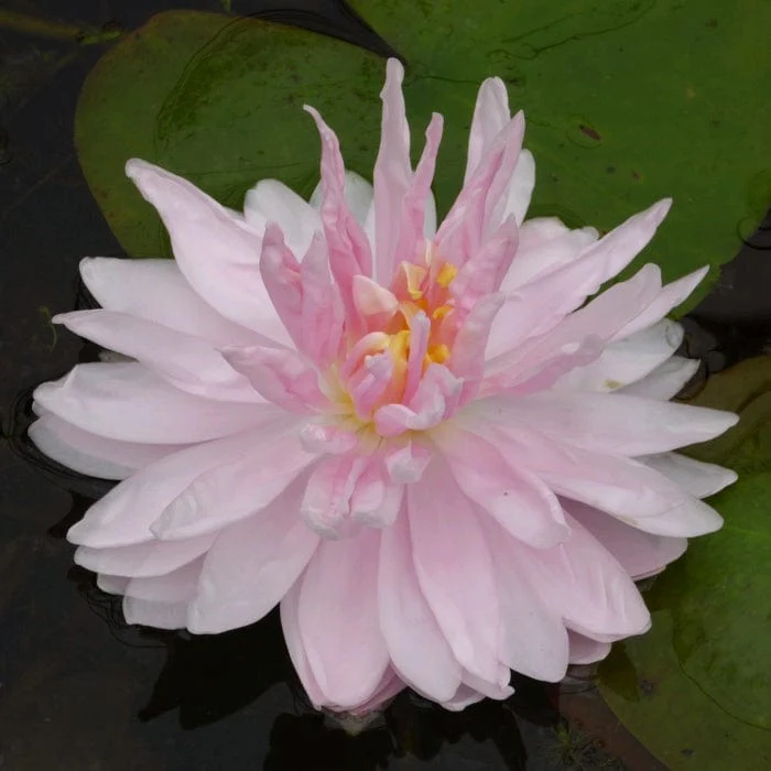 Best Water Lily Plants for Any Size Pond | Growers' Choice - Image 8