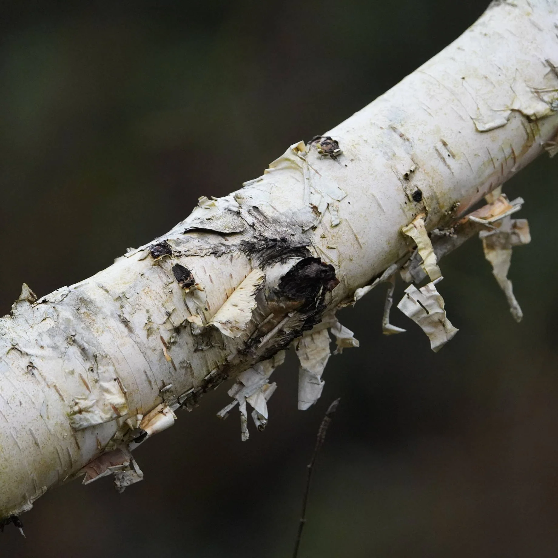 Snow Queen Himalayan Birch Tree | Betula utilis jacquemontii 'Doorenbos' - Image 3