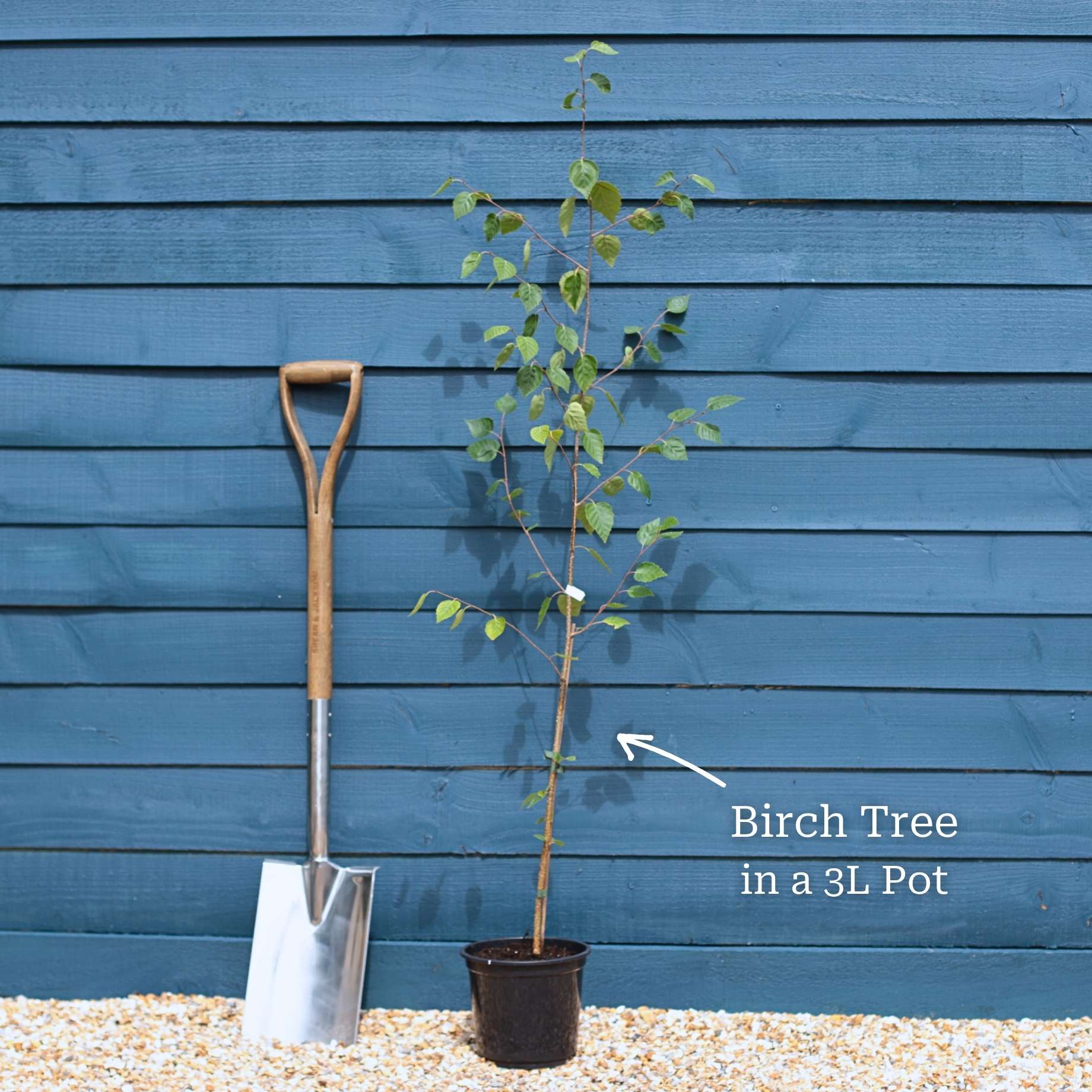 Himalayan Birch Tree | Betula utilis jacquemontii - Image 10