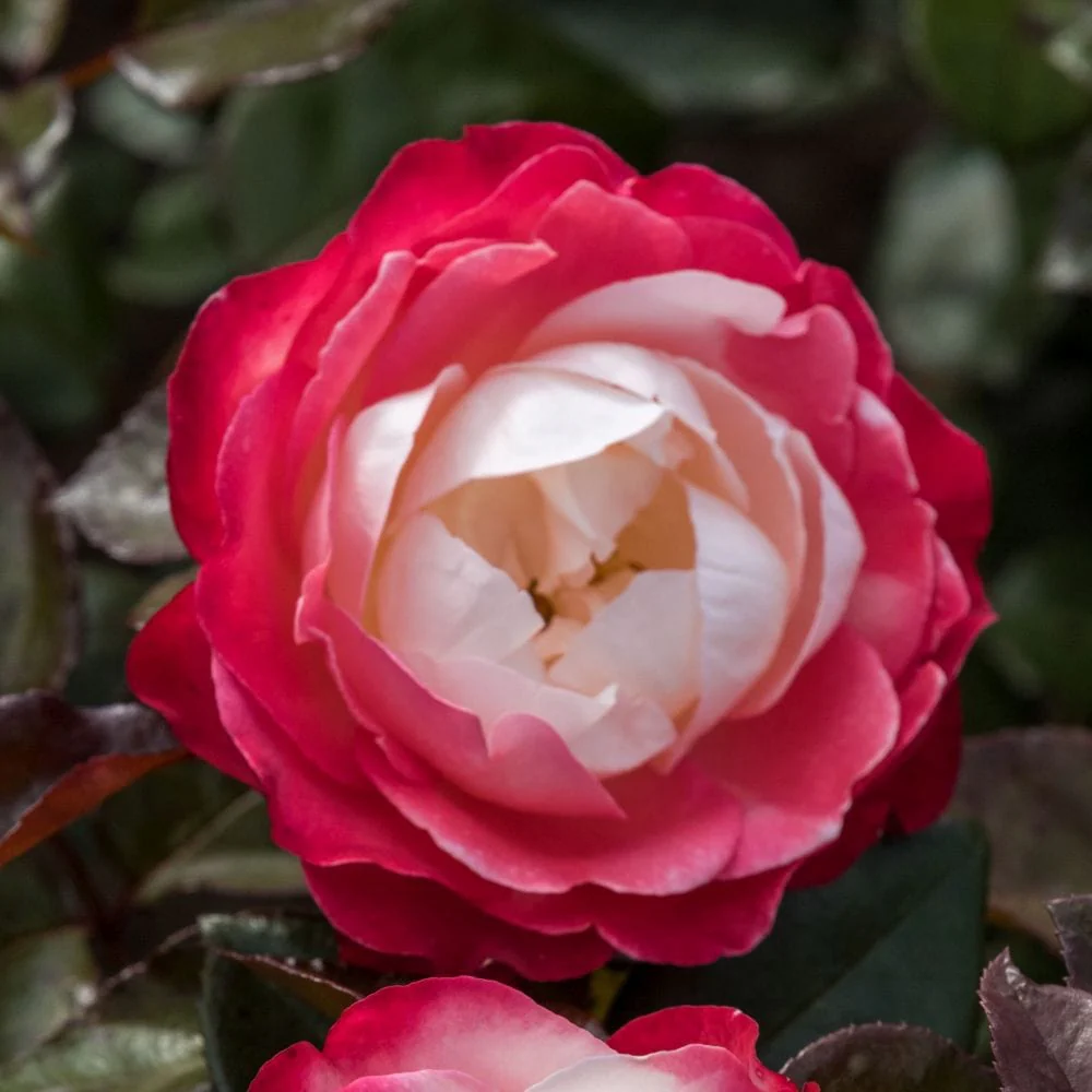 Bicoloured Rose Collection - Image 3