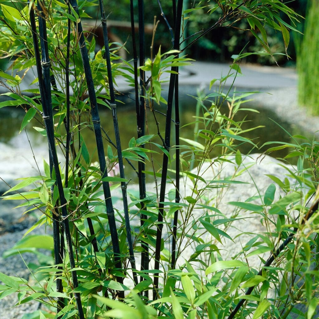 Black Bamboo | Phyllostachys nigra - Image 3