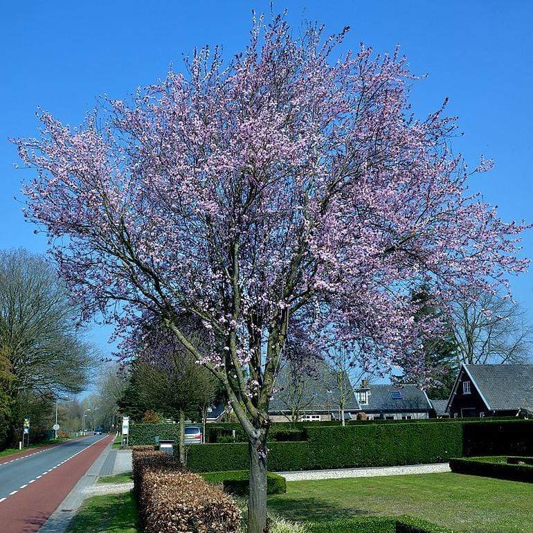 Black Cherry Plum Tree | Prunus cerasifera 'Nigra' - Image 3