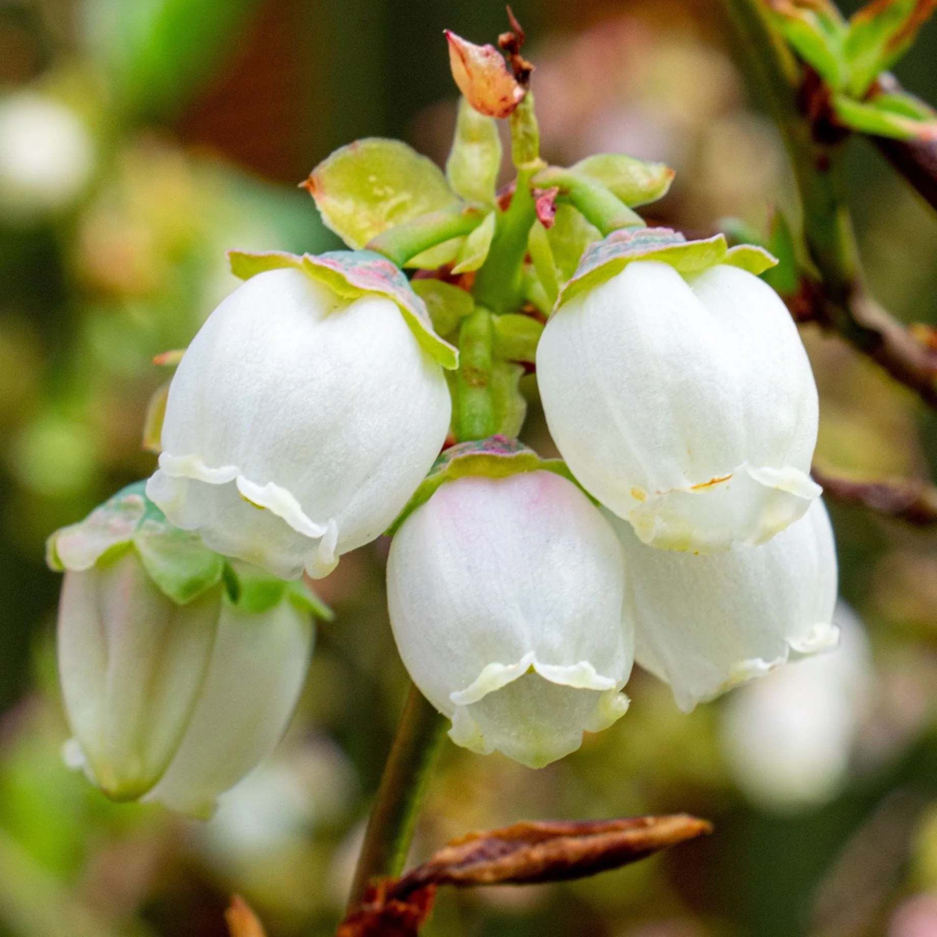 'Bluecrop' Blueberry Bush - Image 3
