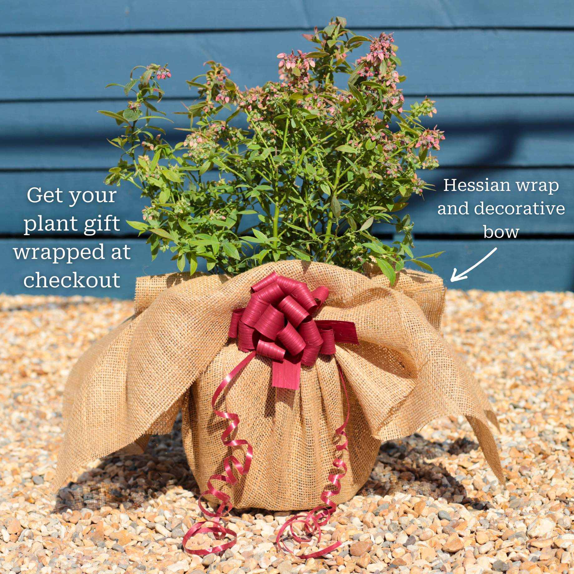 'Pink Lemonade' Blueberry Bush - Image 5