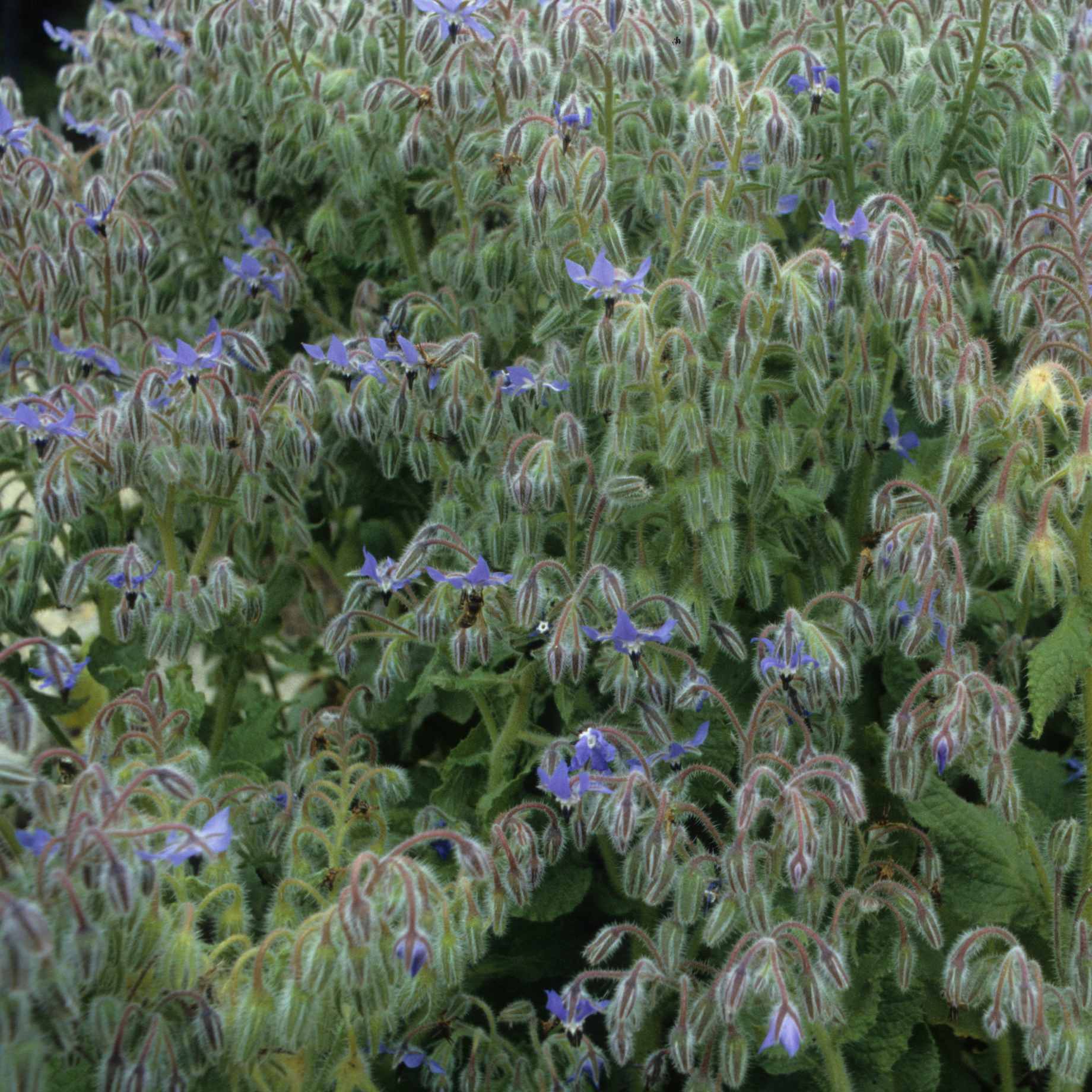 Borage Plant - Image 3