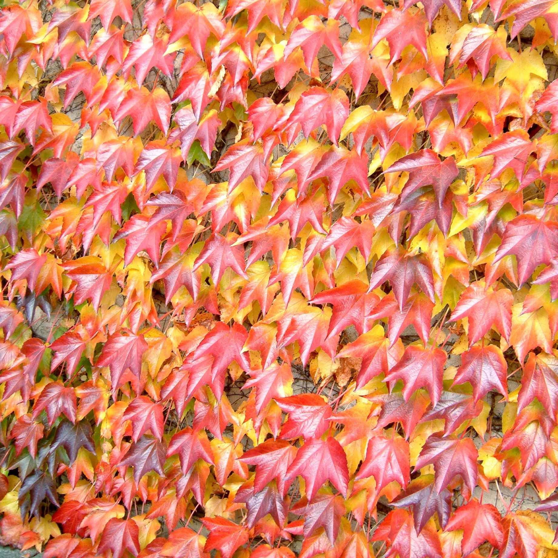 Boston Ivy | Parthenocissus tricuspidata 'Green Spring'