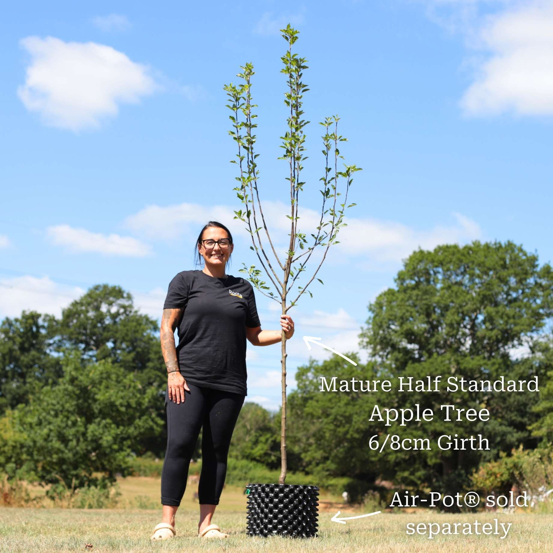 'Cox's Orange Pippin' Apple Tree - Image 6