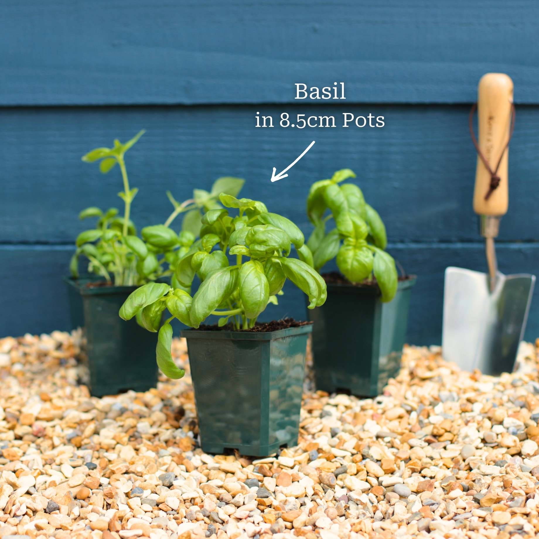 British Basil Plants - Image 5