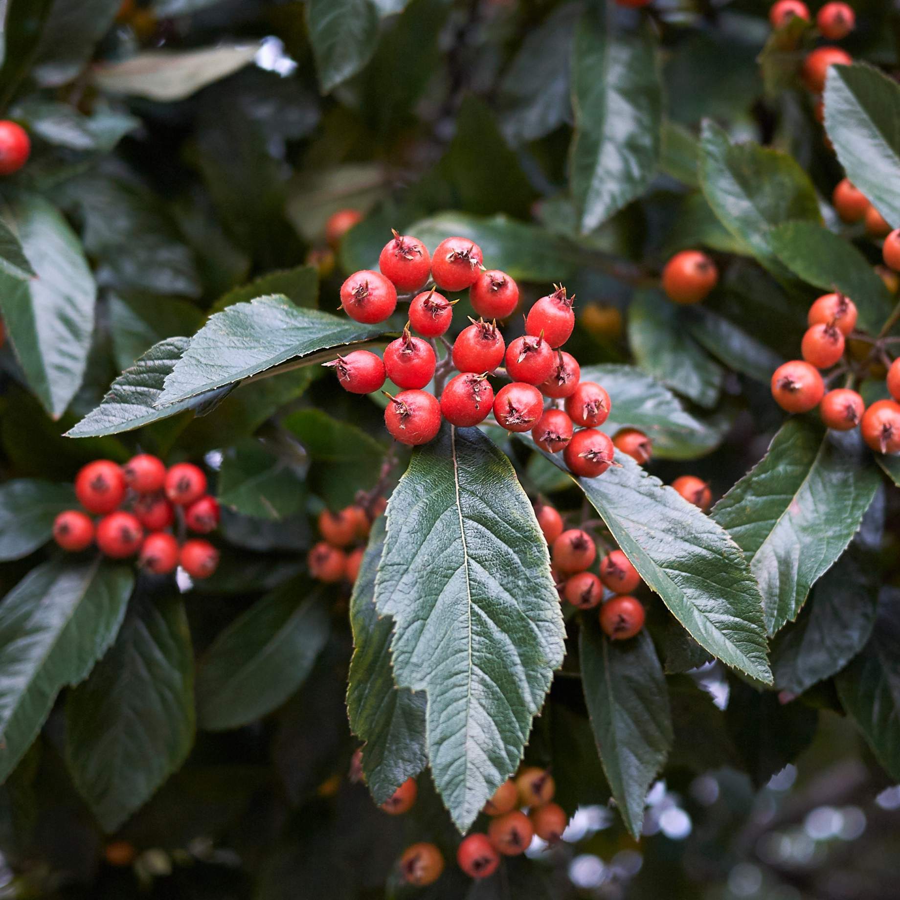 Broad-Leaved Cockspur Thorn Tree | Crataegus persimilis 'Prunifolia' - Image 3