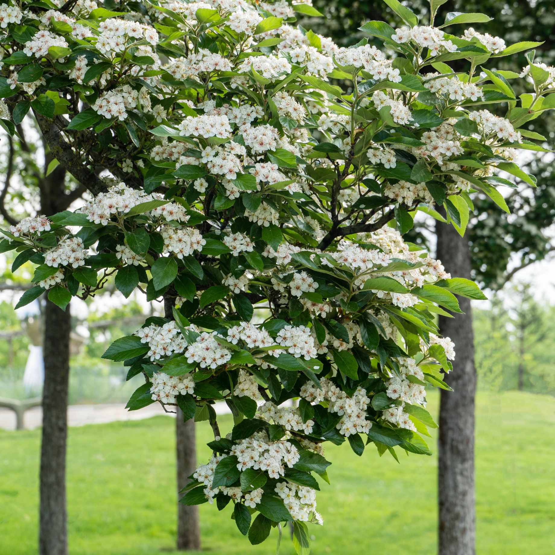 Broad-Leaved Cockspur Thorn Tree | Crataegus persimilis 'Prunifolia' - Image 5