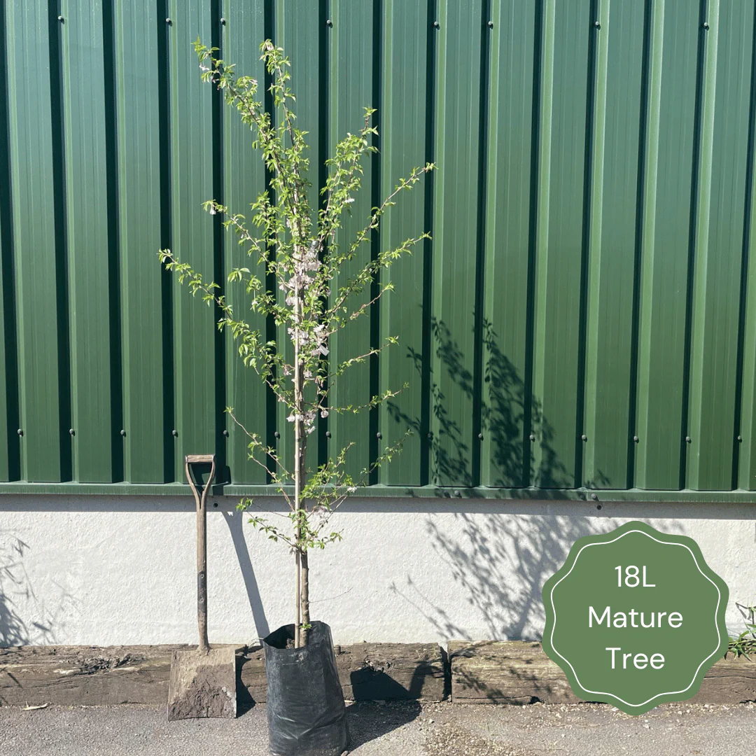 Broad-Leaved Cockspur Thorn Tree | Crataegus persimilis 'Prunifolia' - Image 6