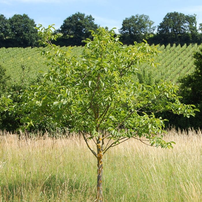'Broadview' Walnut Tree - Image 3