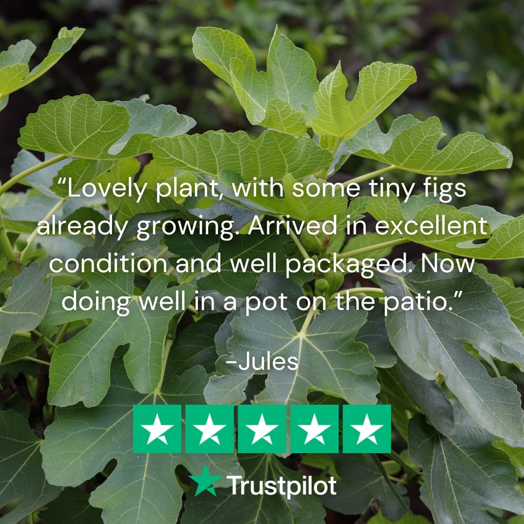 UK Hardy Fig Tree | 'Brown Turkey' - Image 4